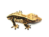 Whiteout Pinstripe Crested Gecko