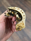CLEAN Whitewall Pinstripe Crested Gecko