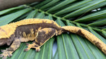 Dark & Orange Harlequin Crested Gecko