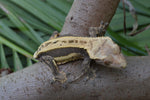 Het Superstripe Crested Gecko