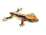 HOLDBACK QUALITY Tricolor Harlequin Crested Gecko (Netflix offspring)
