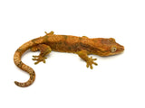 Hybrid gecko