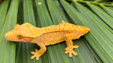 Extreme Harlequin Crested Gecko