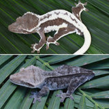 Axanthic Crested Gecko (Incredible structure)