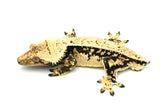 Dark and Cream Whitewall Harlequin Pinstripe Crested Gecko