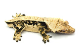 Dark and Cream Whitewall Harlequin Pinstripe Crested Gecko