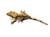 Tangerine Harlequin Crested Gecko (CRAZY CREST STRUCTURE)