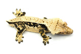 Dark and Cream Whitewall Harlequin Pinstripe Crested Gecko