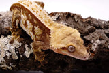 Red Pinstripe Crested Gecko Pair (MALE & FEMALE)