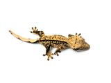 Tangerine Harlequin Crested Gecko (CRAZY CREST STRUCTURE)
