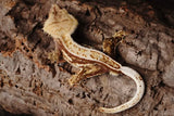Red Pinstripe Crested Gecko Pair (MALE & FEMALE)