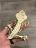 Crowned Lilly White Pinstripe Crested Gecko