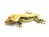 Crowned Lilly White Pinstripe Crested Gecko