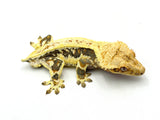 Crowned Lilly White Pinstripe Crested Gecko