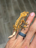 Tangerine Harlequin Crested Gecko (CRAZY CREST STRUCTURE)