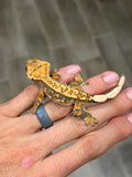 Tangerine Harlequin Crested Gecko (CRAZY CREST STRUCTURE)