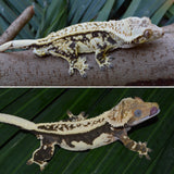 Whitewall Harlequin Pinstripe Crested Gecko