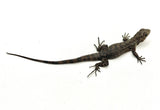 Spiny Tail Lizard on a white background