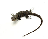 Spiny tail Lizard on a white background
