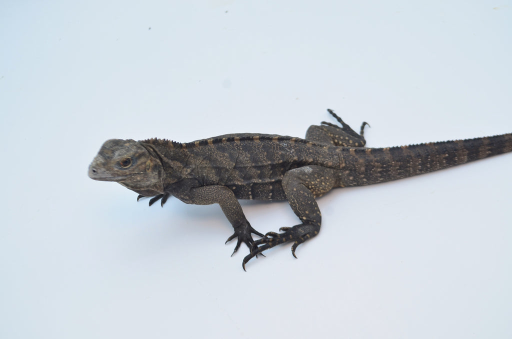 Cuban Rock Iguana for Sale TikisGeckos