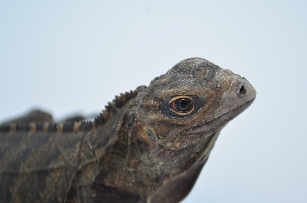 Cuban Rock Iguana for Sale TikisGeckos