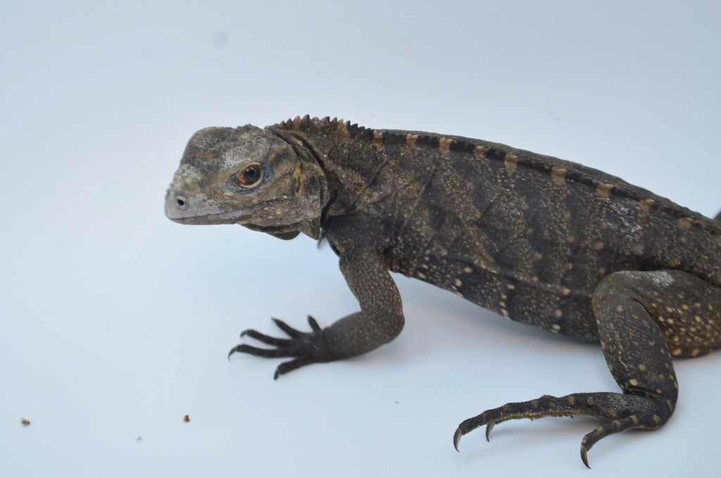 Cuban Rock Iguana for Sale TikisGeckos