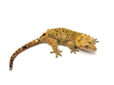 Red/Orange Super Dalmatian Crested Gecko