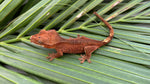 Rusty Red Dalmatian Crested Gecko (INCREDIBLE STRUCTURE)