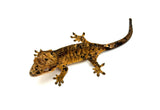 Yellow Tiger Super Dalmatian Crested Gecko