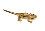 Yellow Super Dalmatian Crested Gecko