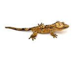 Yellow Tiger Super Dalmatian Crested Gecko