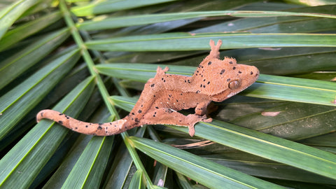 Red Phantom Super Dalmatian Crested Gecko