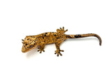 Yellow Tiger Super Dalmatian Crested Gecko