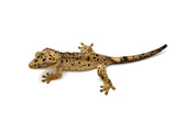 Yellow Super Dalmatian Crested Gecko