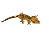 Yellow Tiger Super Dalmatian Crested Gecko