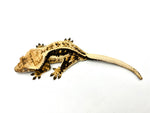 Dark Whiteout Pinstripe Crested Gecko