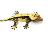 Dark and Cream Whitewall Superstripe? Crested Gecko