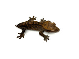 Chocolate Phantom Tiger Crested Gecko