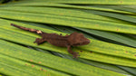 F3 Dark Phantom Crested Gecko