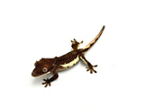 Dark Phantom Frappuccino Crested Gecko