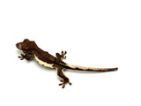 Dark Phantom Frappuccino Crested Gecko