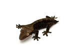 Crested Gecko on a white background