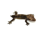Crested Gecko on a white background