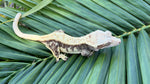 Drippy Cream Harlequin Pinstripe Crested Gecko