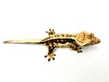 Dark Whiteout Pinstripe Crested Gecko