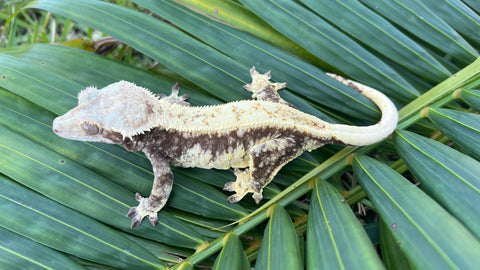 Drippy Cream Harlequin Pinstripe Crested Gecko