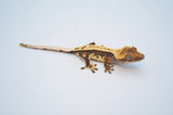 Whitewall Pinstripe Crested Gecko (BlackJack offspring)