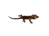 Chocolate Phantom Tiger Crested Gecko