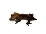Chocolate Phantom Tiger Crested Gecko