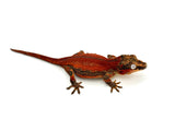 Red Striped Gargoyle Gecko (DEADPOOL offspring)